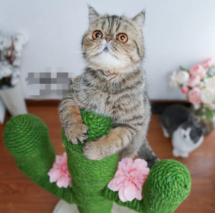 pet supplies from Aliexpress, make money with cats